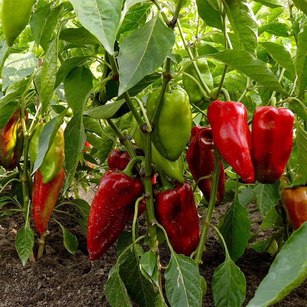 Carmen Bell Pepper Seeds Sweet Italian Variety for Home Garden