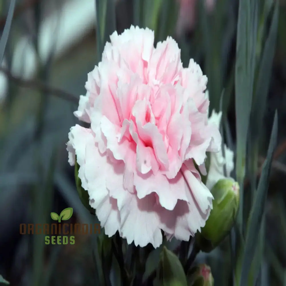 Carnation Seeds Ideal for Cut Flower Arrangements and Gardening