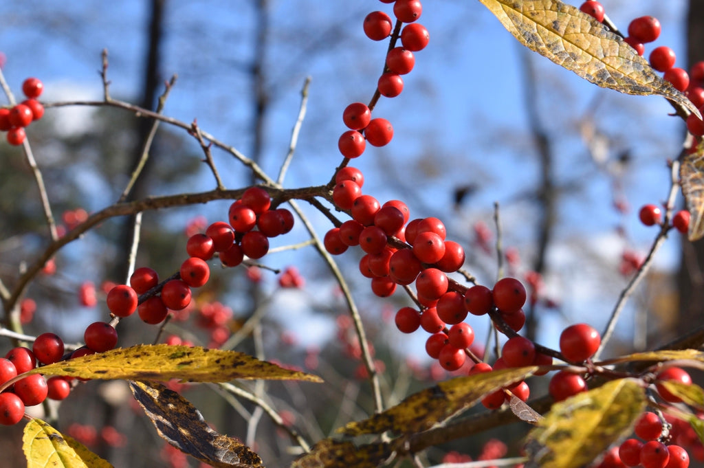 Carolina Holly Seeds Ilex ambigua for Planting