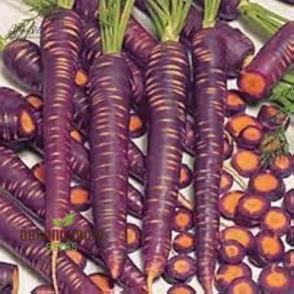 Carpet Blue and Yellow Ravanello Plants Growing in Garden Bed from Seeds, Home Vegetable Garden