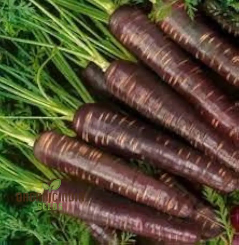 Mature Carpet Blue and Yellow Ravanello Radish Plant from Seeds, High-Yield Home Garden Vegetable