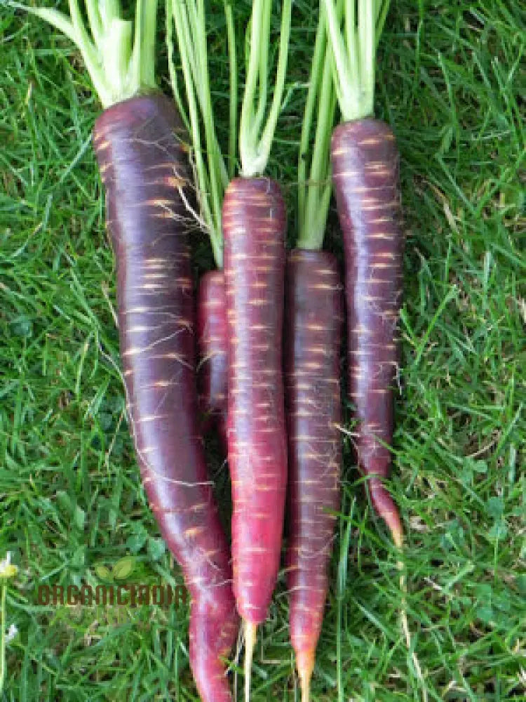 Harvested Carpet Blue and Yellow Ravanello Radishes from Seeds, Crisp and Flavorful Roots