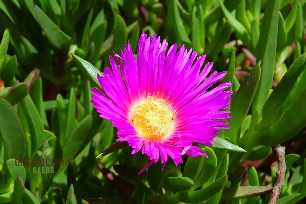 Carpobrotus rossii seeds succulent groundcover for gardens