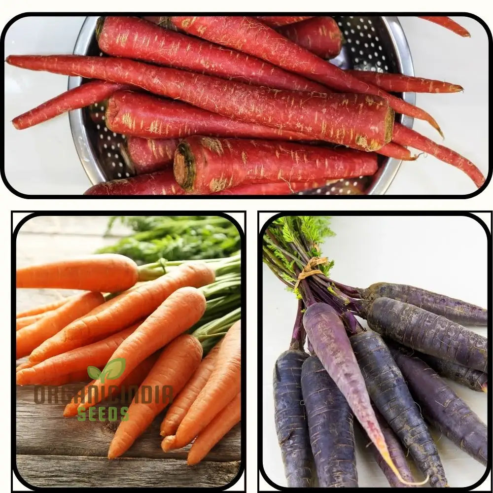 Organic Carrot Seeds Assortment Pack of 3 for Home Garden