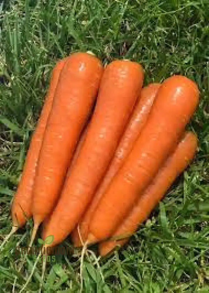 Carrot Atillio F1 Plant in Container from Seeds, Easy-to-Grow Carrots