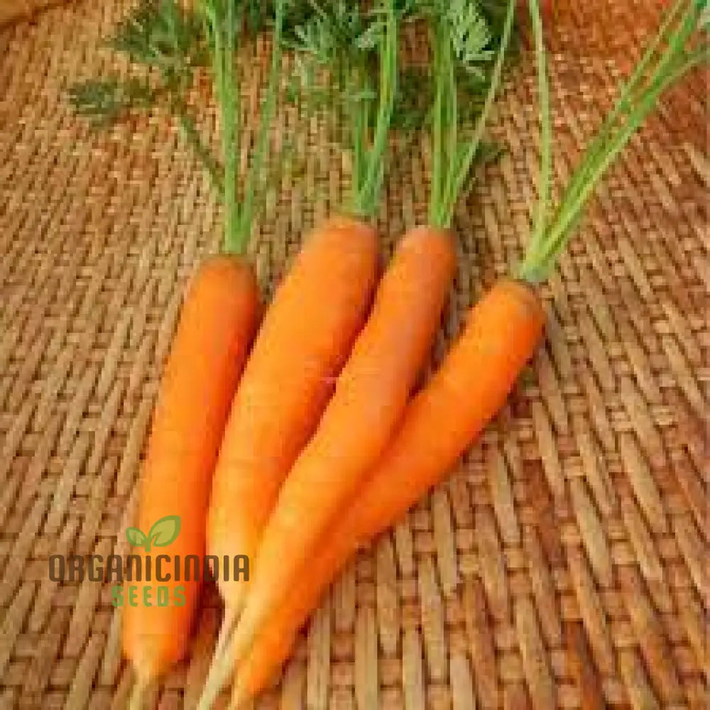 Carrot Atillio F1 Plants Growing in Garden Bed from Seeds, Home Vegetable Garden
