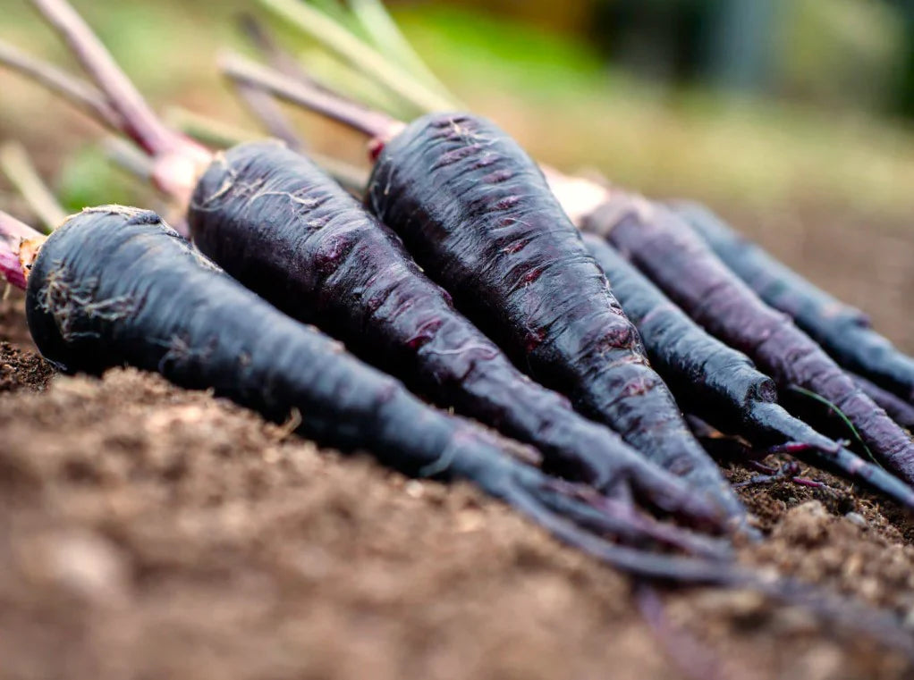 Mature Black Nebula Carrot Plant from Seeds, Deep Purple Nutrient-Rich Carrots