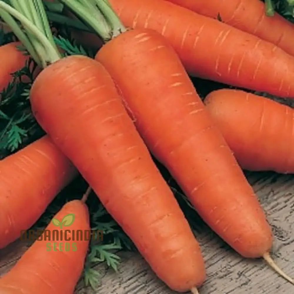 Chantenay Red Cored 2 Carrot Plants Growing in Container, Easy-to-Grow Vegetable Seeds