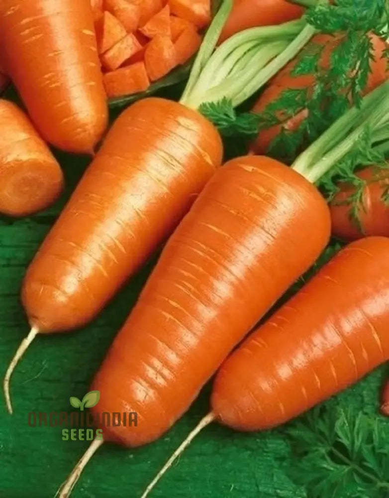 Harvested Chantenay Red Cored 2 Carrots from Seeds, Sweet and Tender Roots