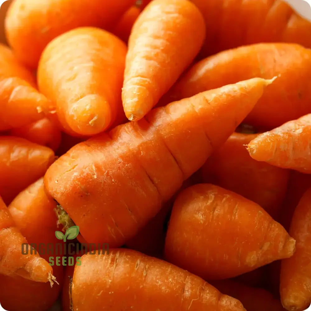 Chantenay Red Cored 2 Carrot Seeds Packet, Non-GMO Vegetable Seeds for Planting