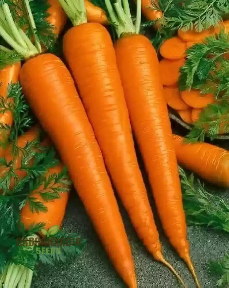 Carrot Plants Growing in Container from Organic Assortment Seeds