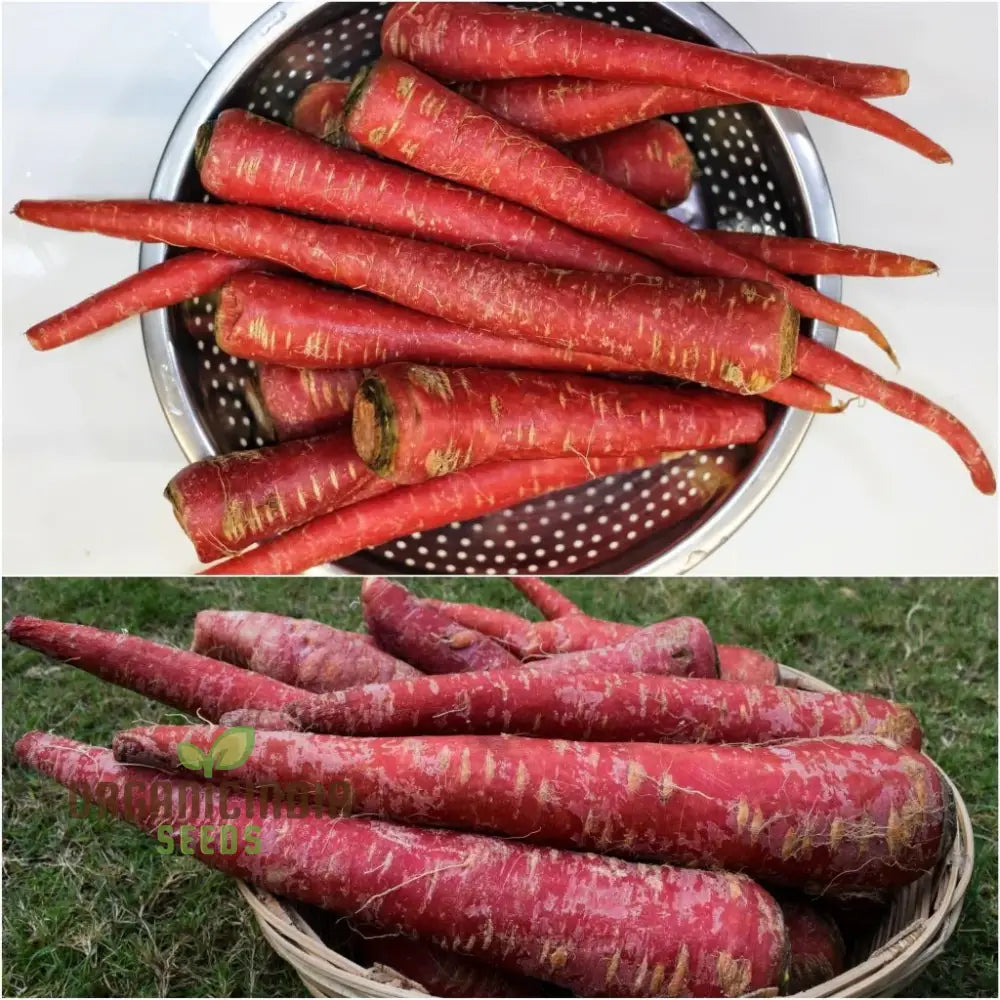 Freshly Harvested Ruby Prince F1 Carrots from Seeds, High-Yield Vegetable Crop