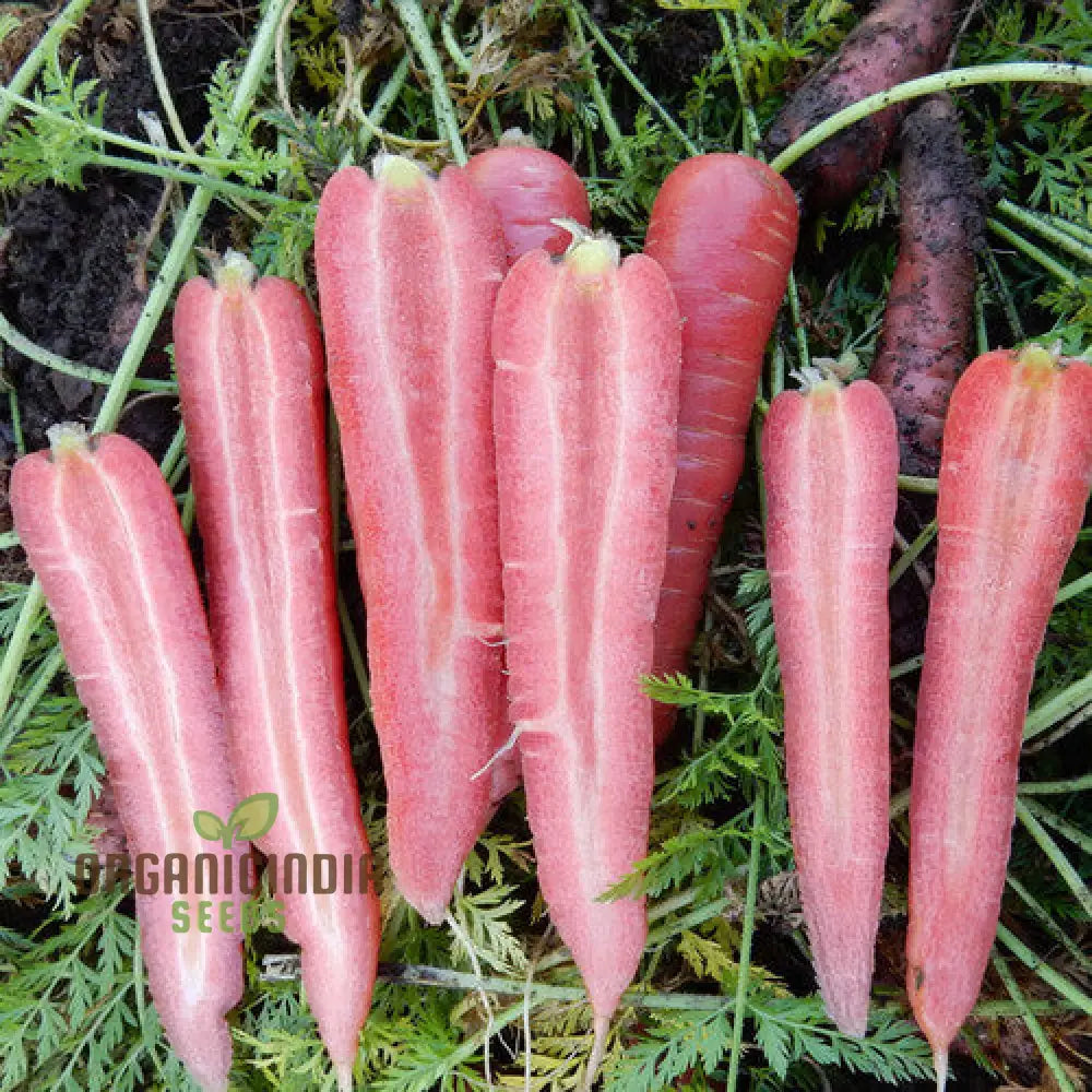 Mature Ruby Prince F1 Carrot Plant from Seeds, Healthy Home Garden Vegetable