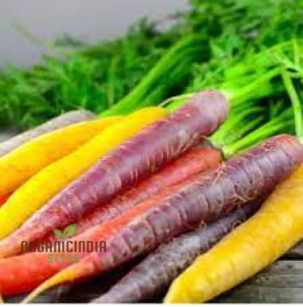 Closeup of Mixed Carrot Roots, Colorful and Organic Seeds