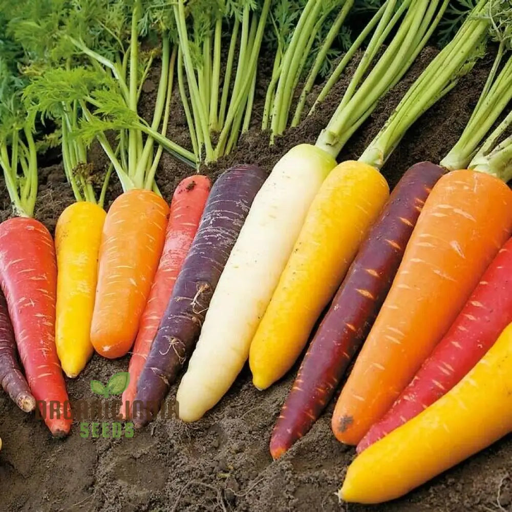 Carrot Mix Plants Growing in Container, Easy-to-Grow Vegetable Seeds