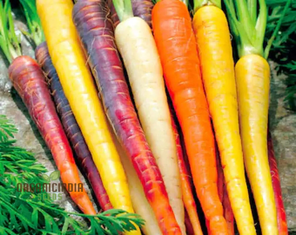 Harvested Mixed Carrots from Seeds, Sweet and Crisp Roots