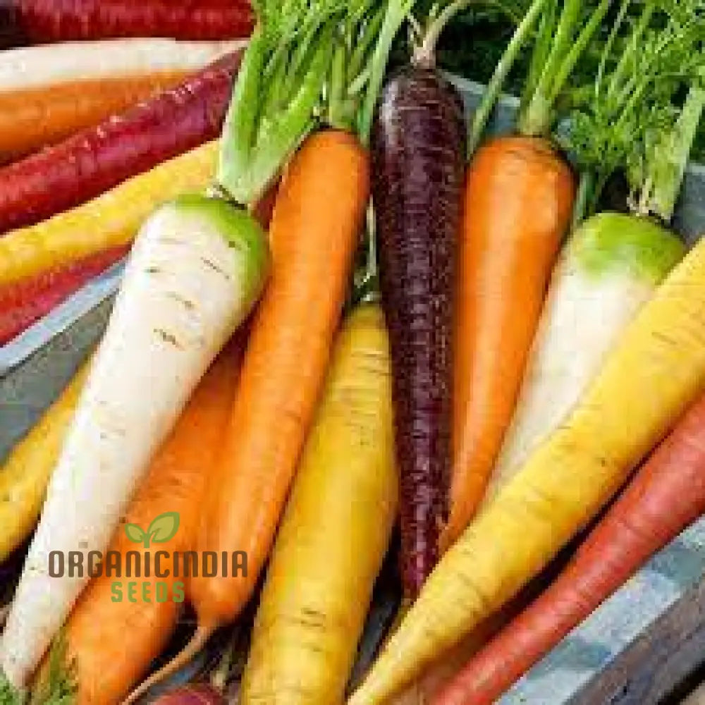 Mature Carrot Mix Plants from Seeds, High-Yield and Healthy Greens