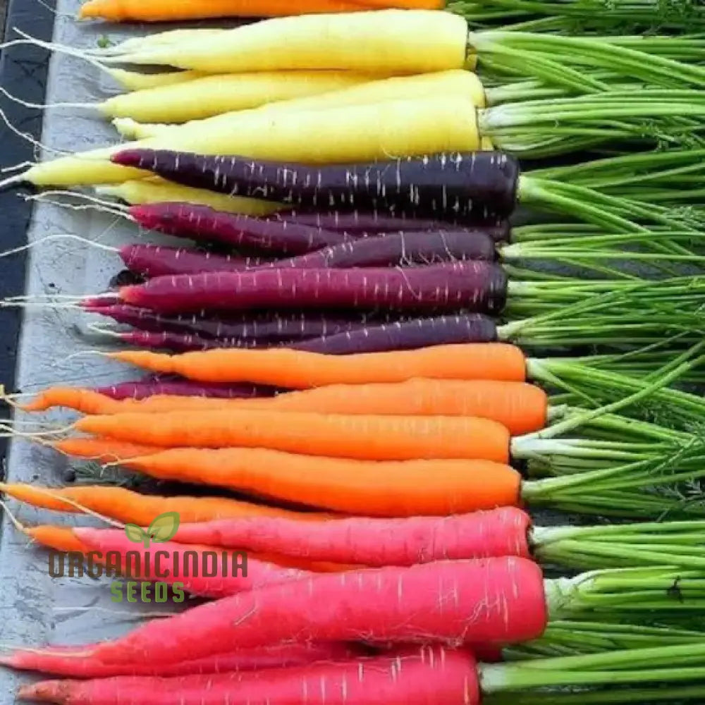 Carrot Mix Seeds Packet, Organic Non-GMO Vegetable Seeds for Planting