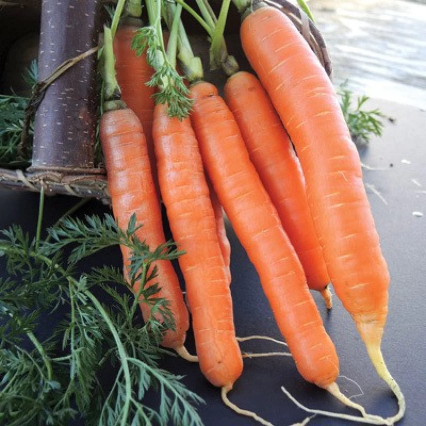 Nelson Carrot Seedling Growing in Garden, Easy-to-Grow Hybrid Carrots