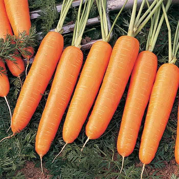 Nelson Carrot Seeds for Home Garden, Premium Hybrid Sweet & Crisp Carrots