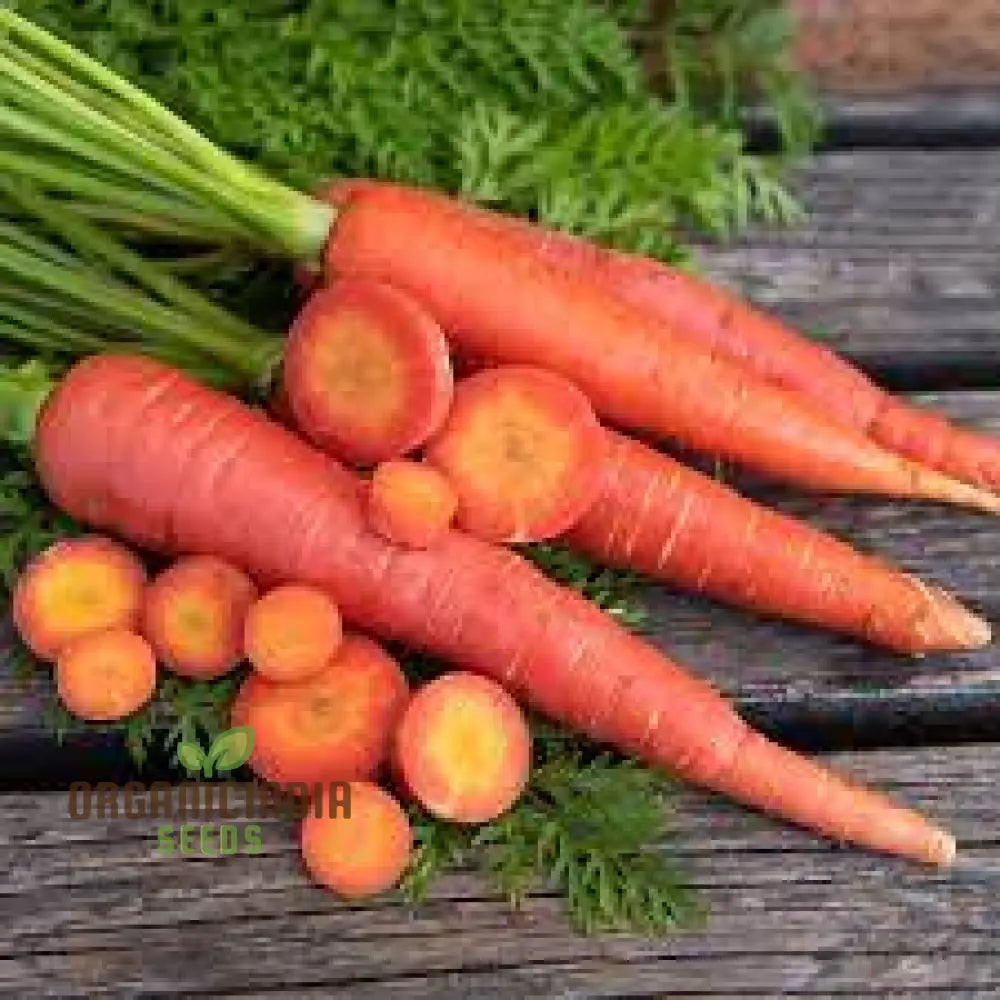 Closeup of Ruby Prince F1 Carrot Roots, Sweet and Crisp Vegetable