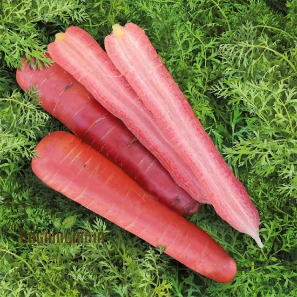 Ruby Prince F1 Carrot Seeds for Home Garden, High-Yield Vegetable Seeds