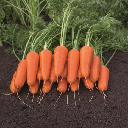 Carson Carrot Seedlings, Easy-to-Grow Heirloom Garden Carrots