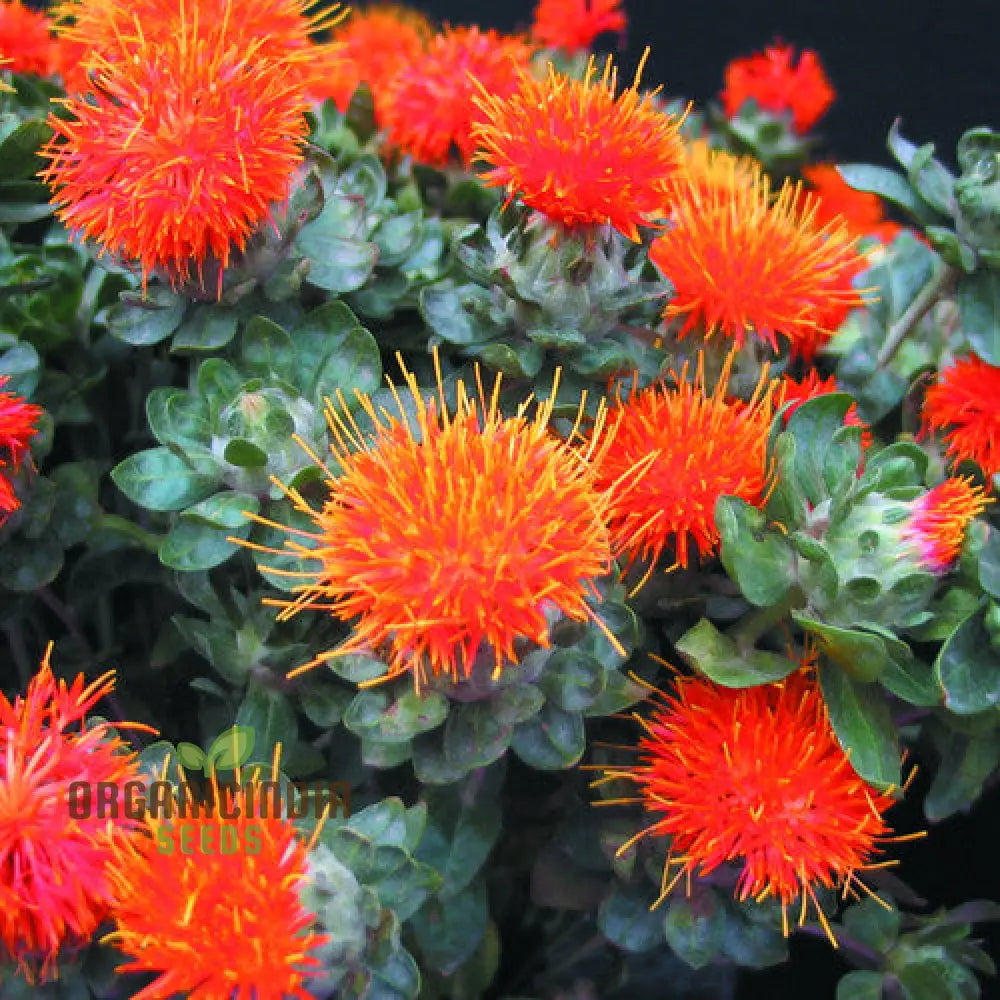 Safflower Seedling Growing from Seeds in Garden Bed
