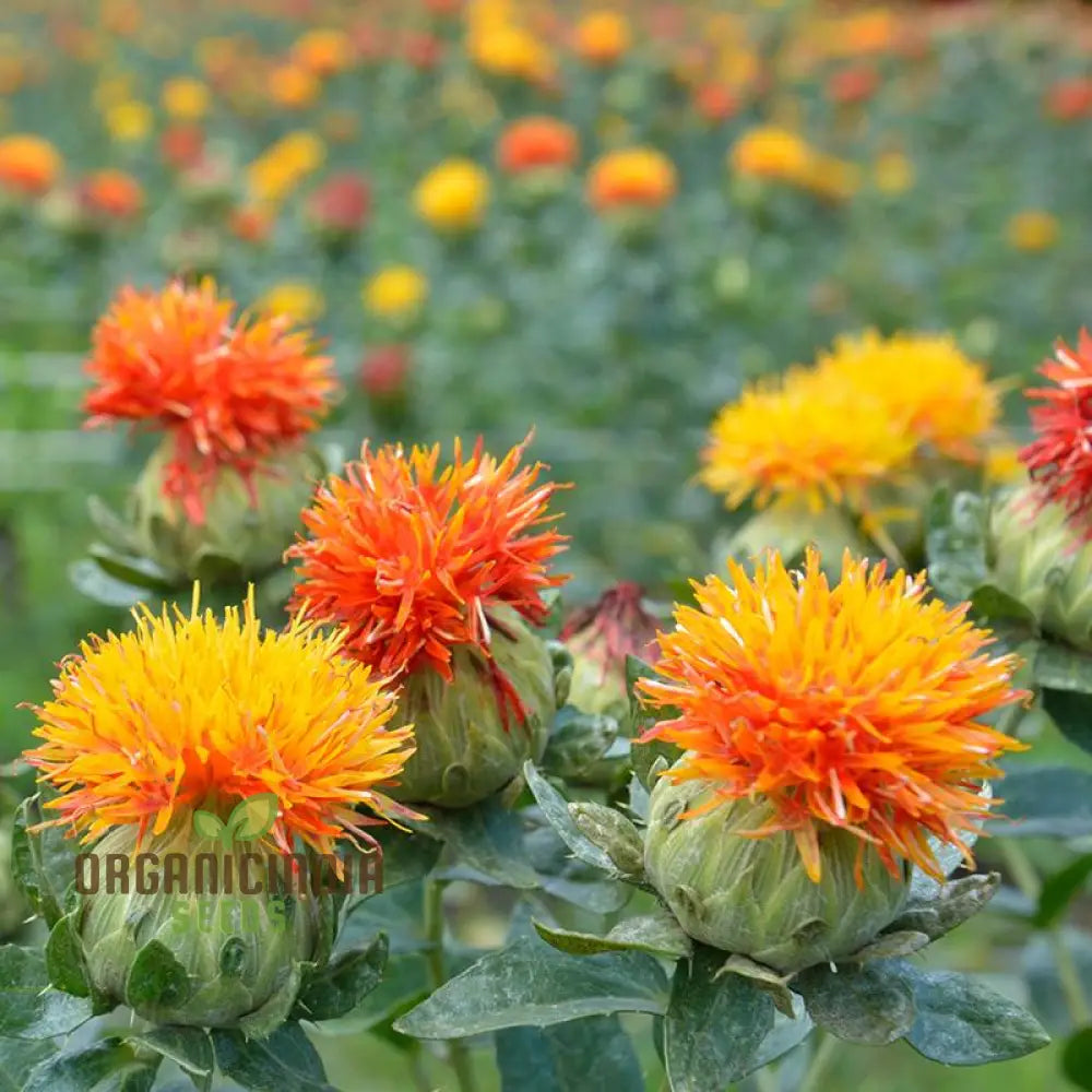 Safflower Seeds Growing in Container Garden Setup