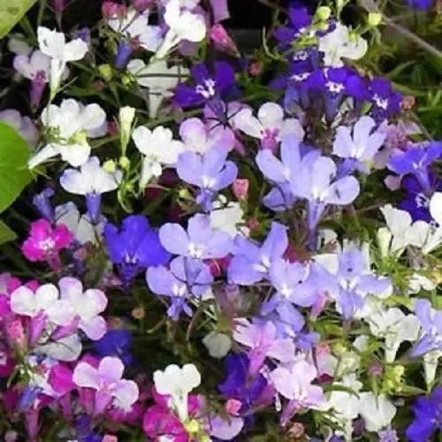 Cascading Lobelia Regatta Seeds for Containers and Pots