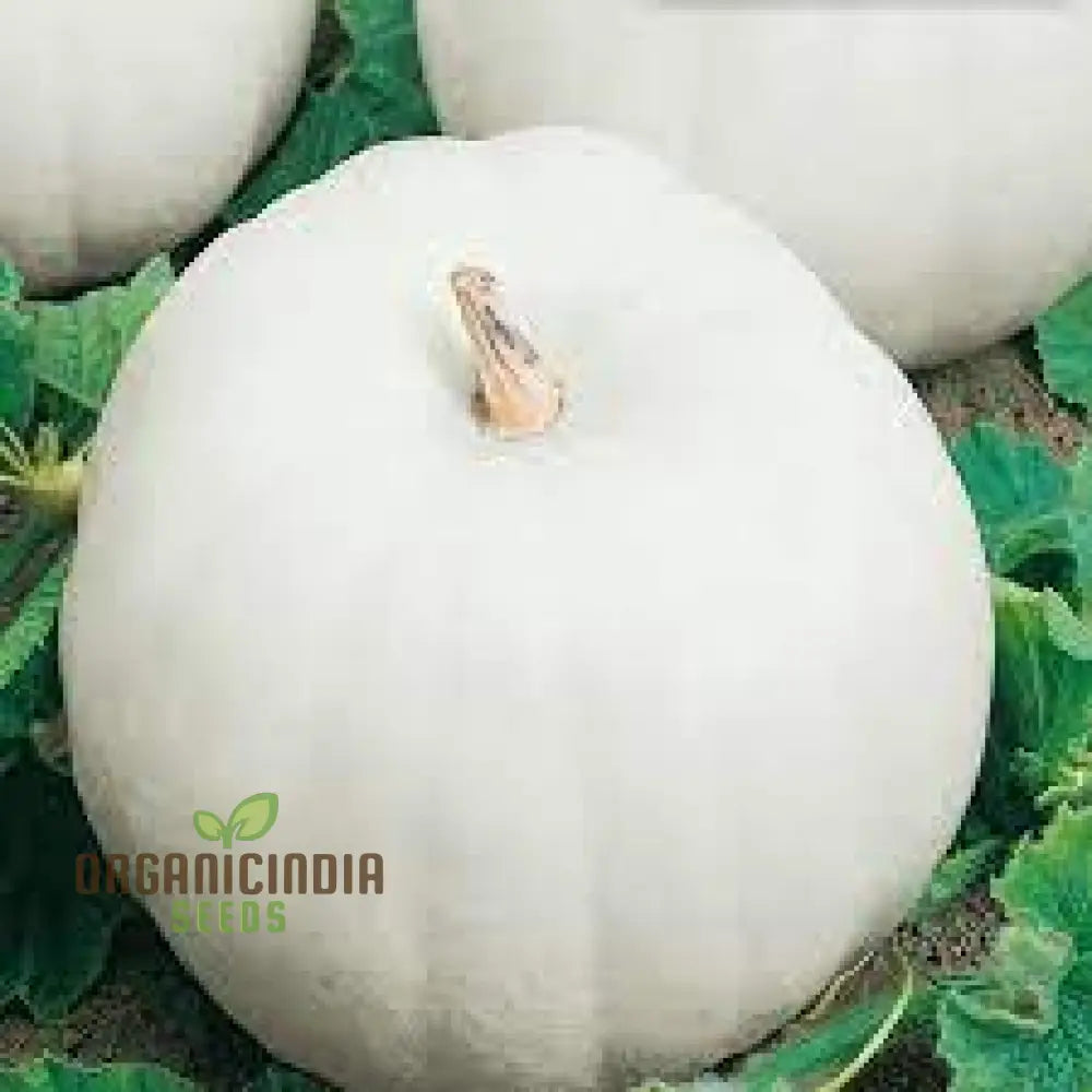 Casper Pumpkin Interior with Orange Flesh, Heirloom Pumpkin Seeds