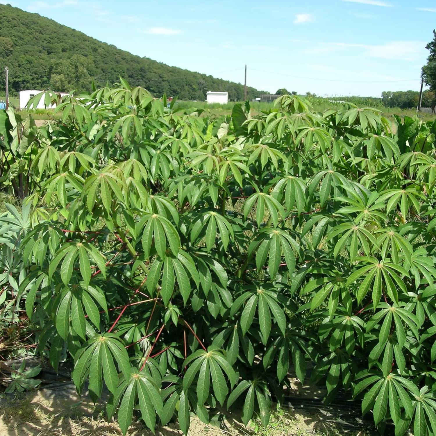 Cassava Plant Growing in Container, Tropical Root Vegetable Seeds