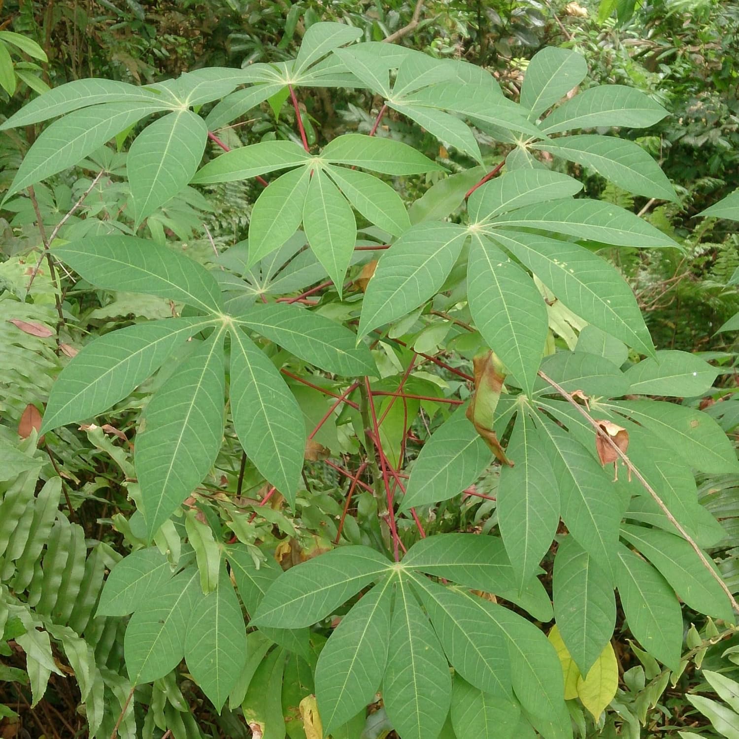 Cassava Plants in Garden Bed, Homegrown Root Vegetable Seeds