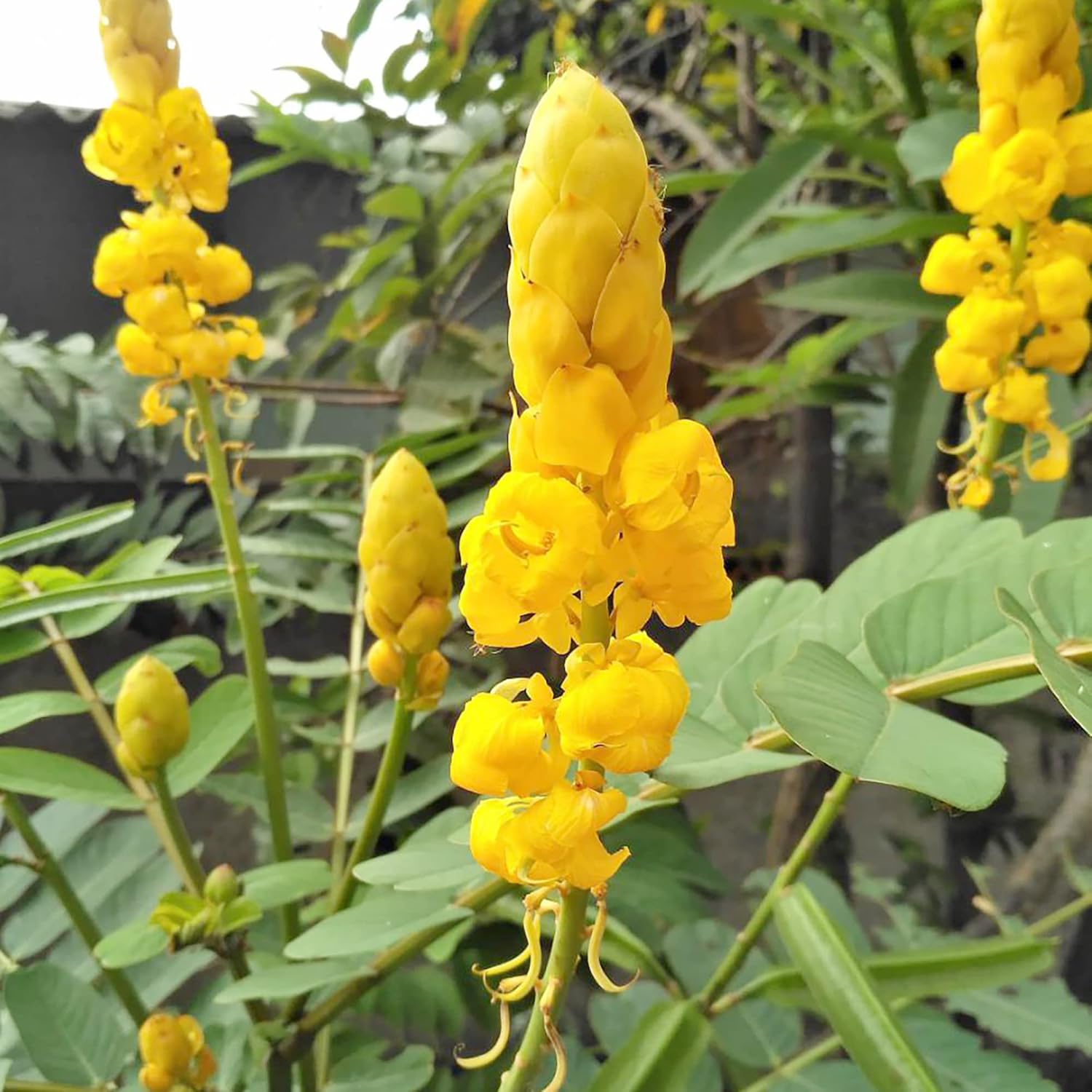 Cassia Alata Seeds for Rock Gardens and Outdoor Landscaping