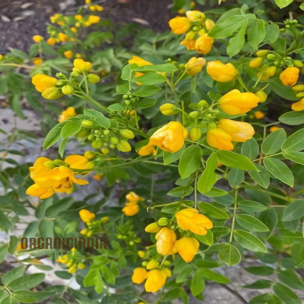 Cassia Flowering Plant Growing in Garden Pot