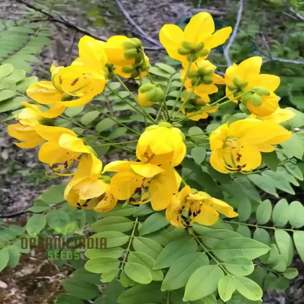 Cassia Occidentalis Flower Seeds for Planting