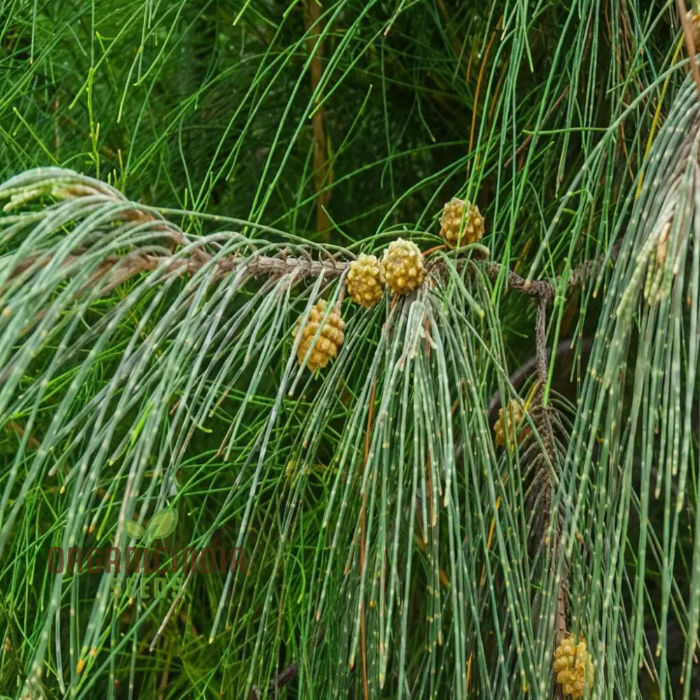 Casuarina Equisetifolia Seeds for Coastal Garden Planting