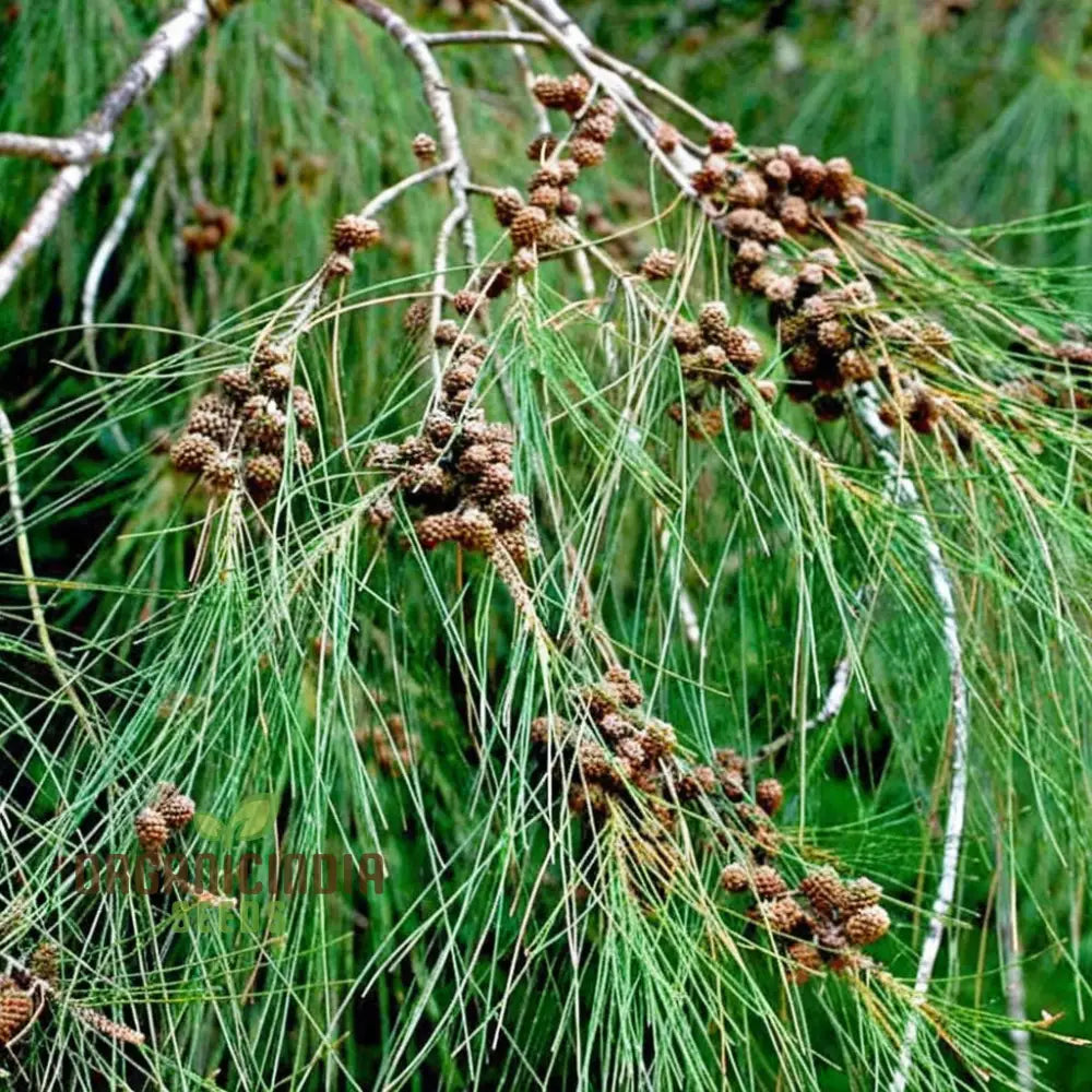 Casuarina Equisetifolia Tree Seeds Germination for Australian Pine Tree Growth