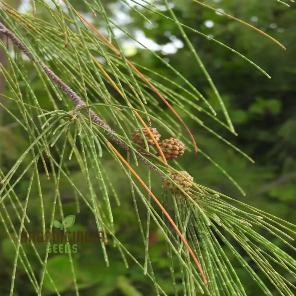 Casuarina Tree Seeds Showing Fast Growth Characteristics