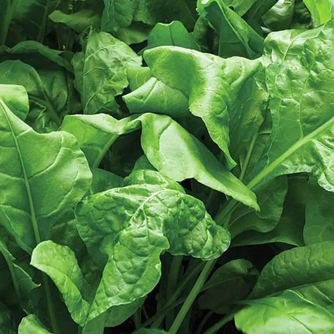 Mature Catalina Spinach Plant, Nutritious and Fast-Growing