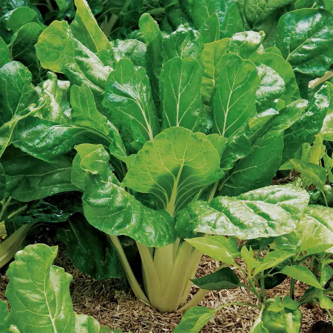 Catalina Spinach Seedling, Easy-to-Grow Leafy Greens from Seeds