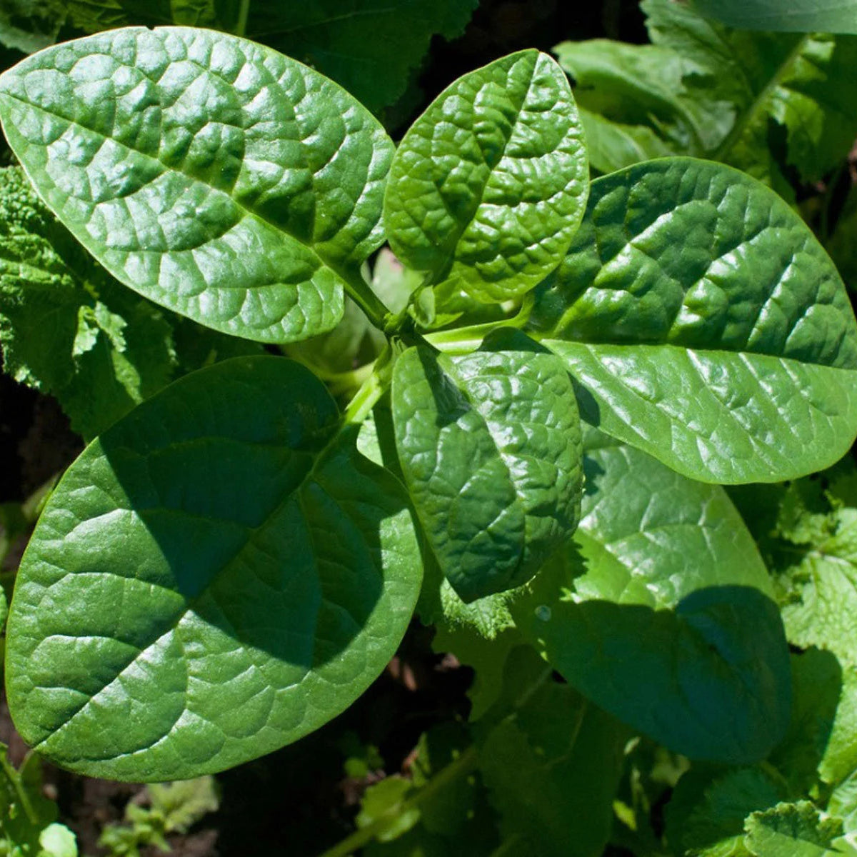Catalina Spinach Seeds for Planting, Heirloom Fast-Growing Greens