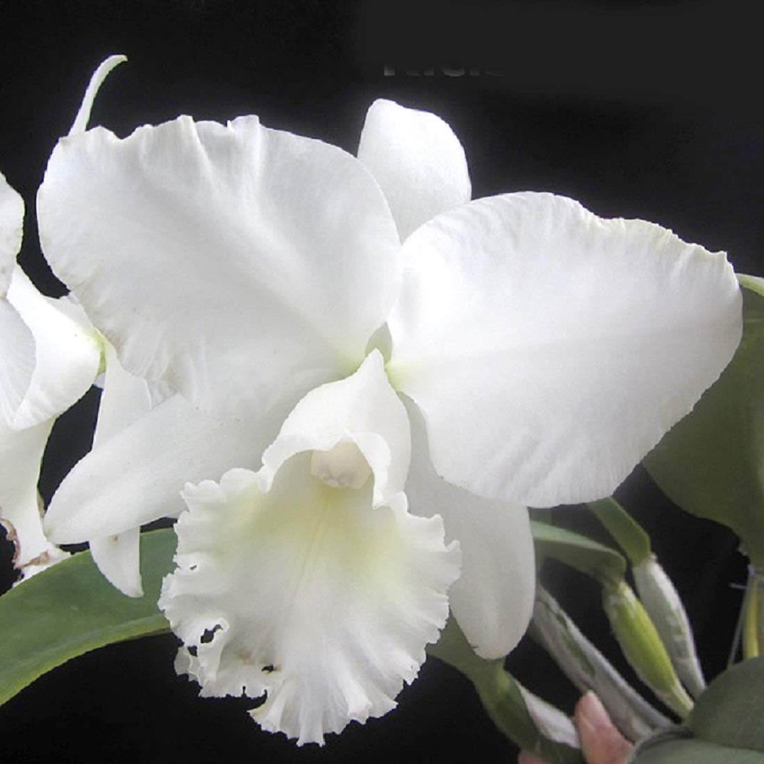 Cattleya Flowering Seeds Producing White Orchid Blooms