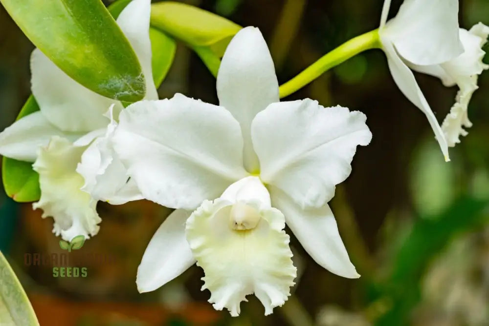 Cattleya White Flower Seeds for Home Garden Planting
