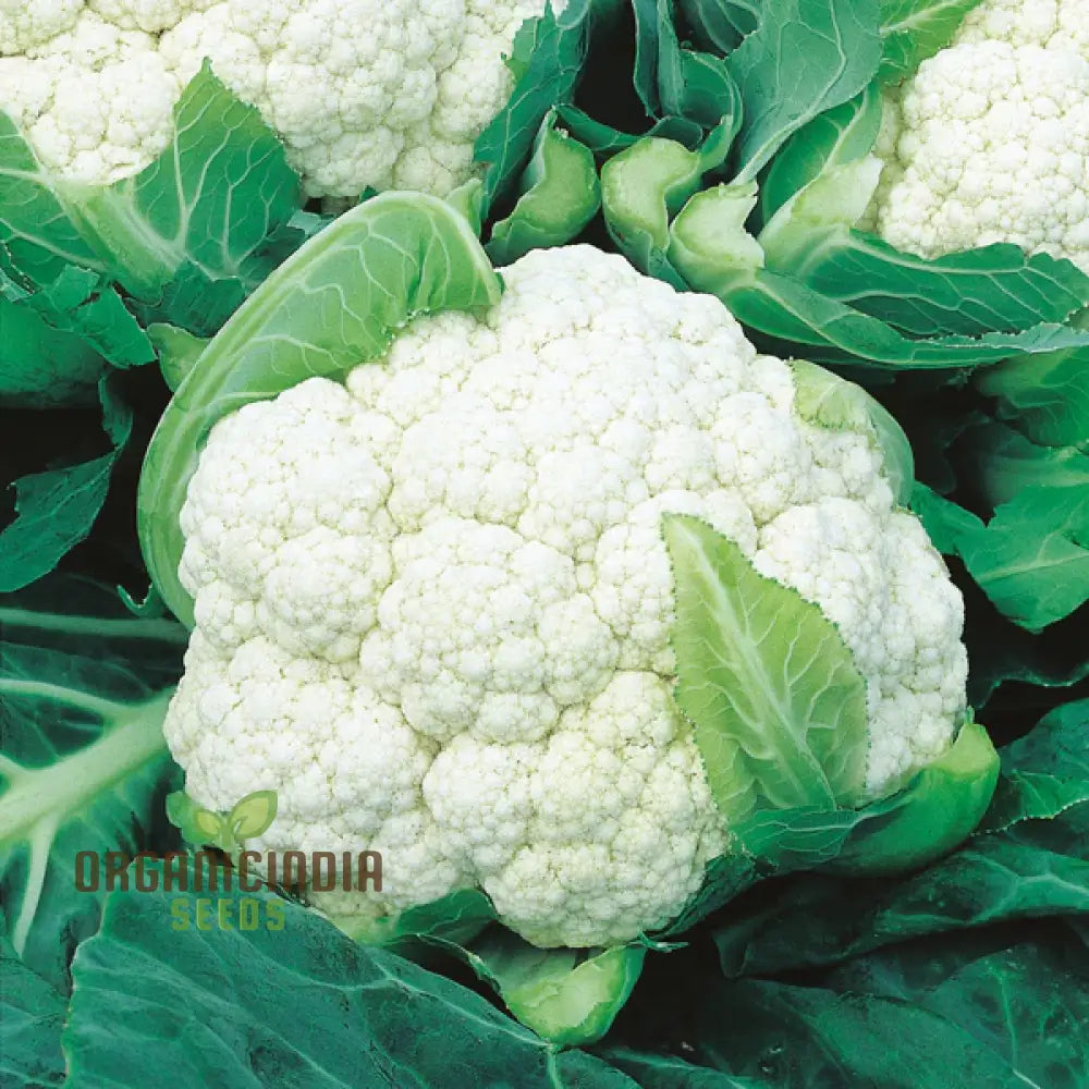 Close-Up of Clapton F1 Cauliflower Plant for Home Gardening