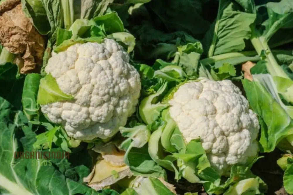 All Year Round Cauliflower Plant in Container from Seeds, Easy-to-Grow Vegetable