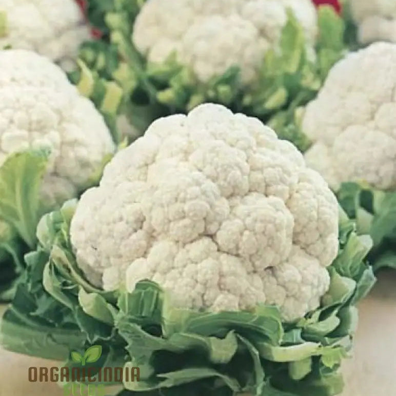 Mature All Year Round Cauliflower Plant from Seeds, Compact Vegetable Plant