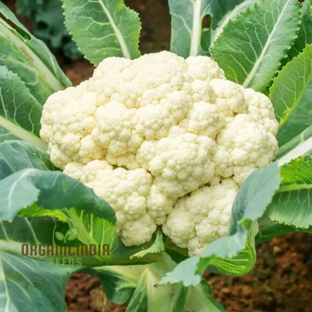 Snowball Cauliflower Seeds for Home Garden, High-Yield Vegetable Seeds