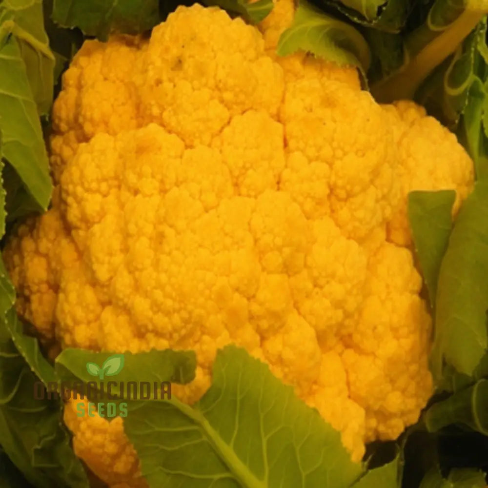 Harvested Sunset Cauliflower Heads, Sweet and Tender Orange Vegetable