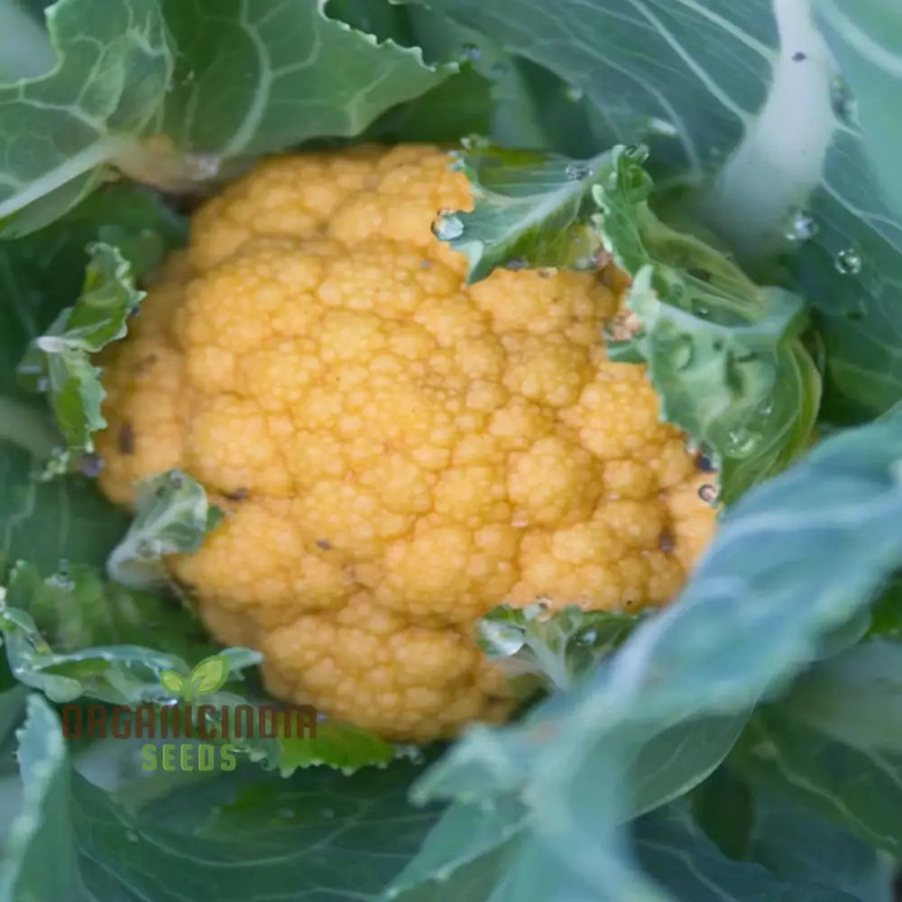 Mature Sunset Cauliflower Plant, Vibrant Orange Heads in Garden